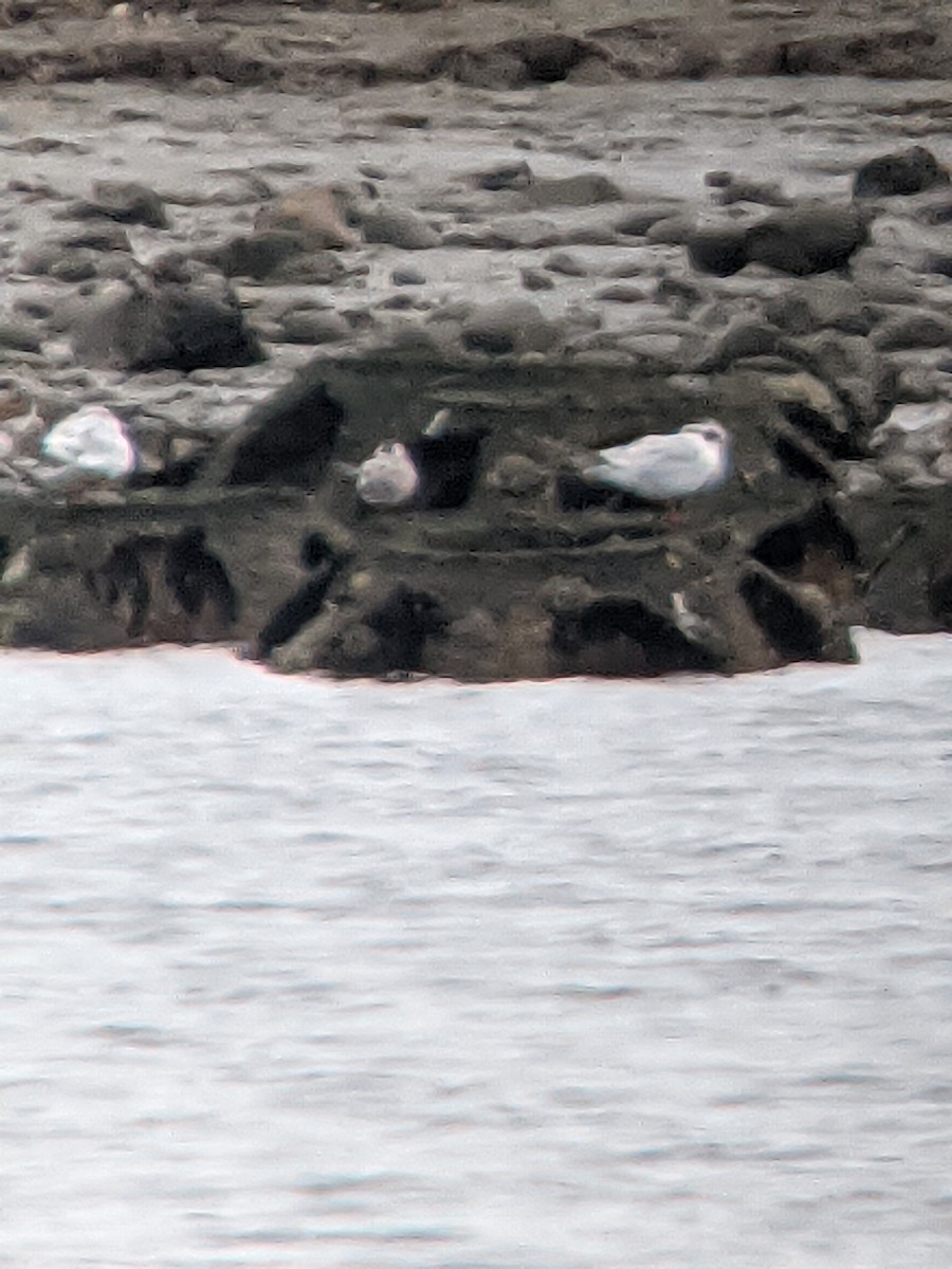White-winged Tern - ML639644508