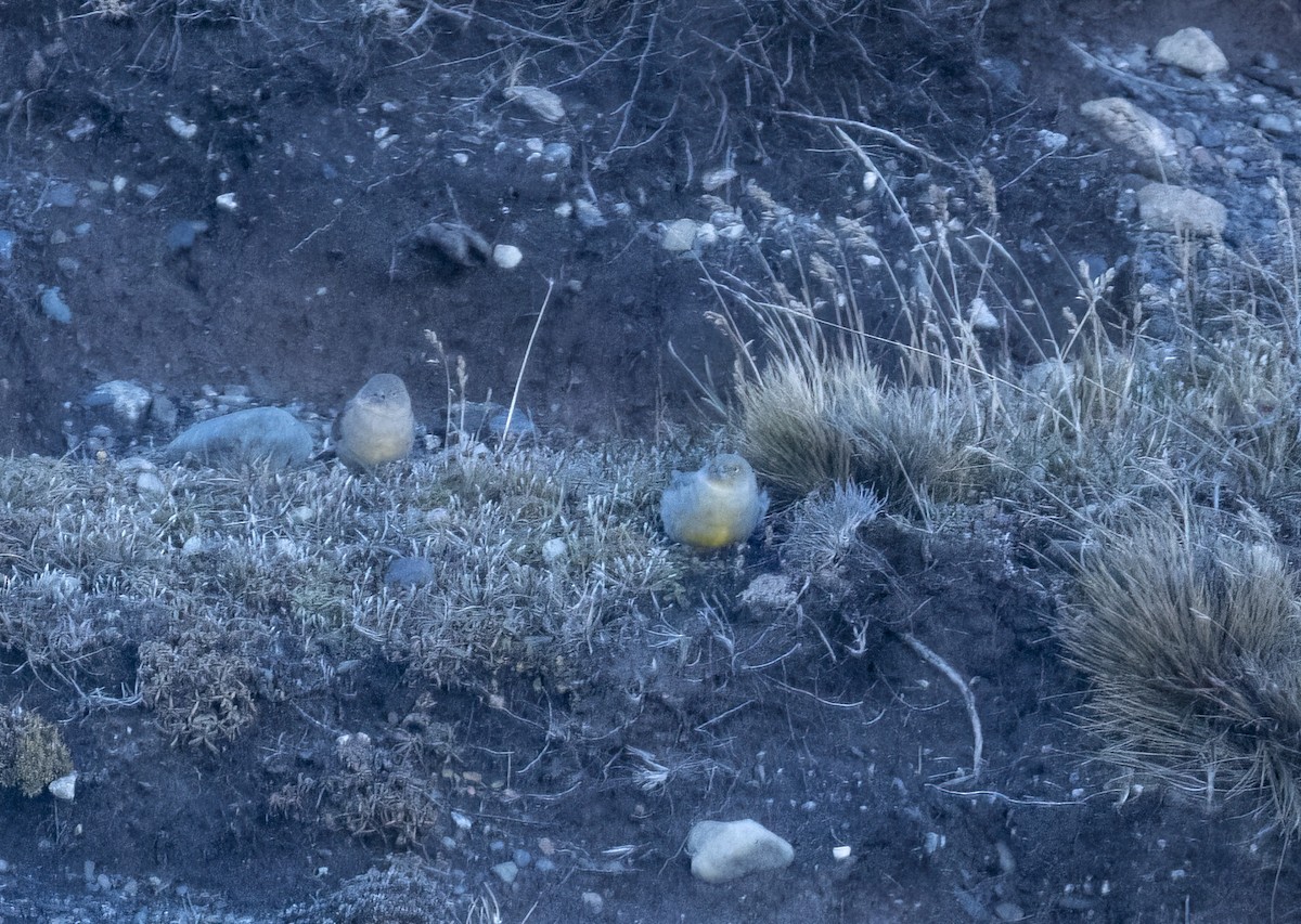 Patagonian Yellow-Finch - ML639644561