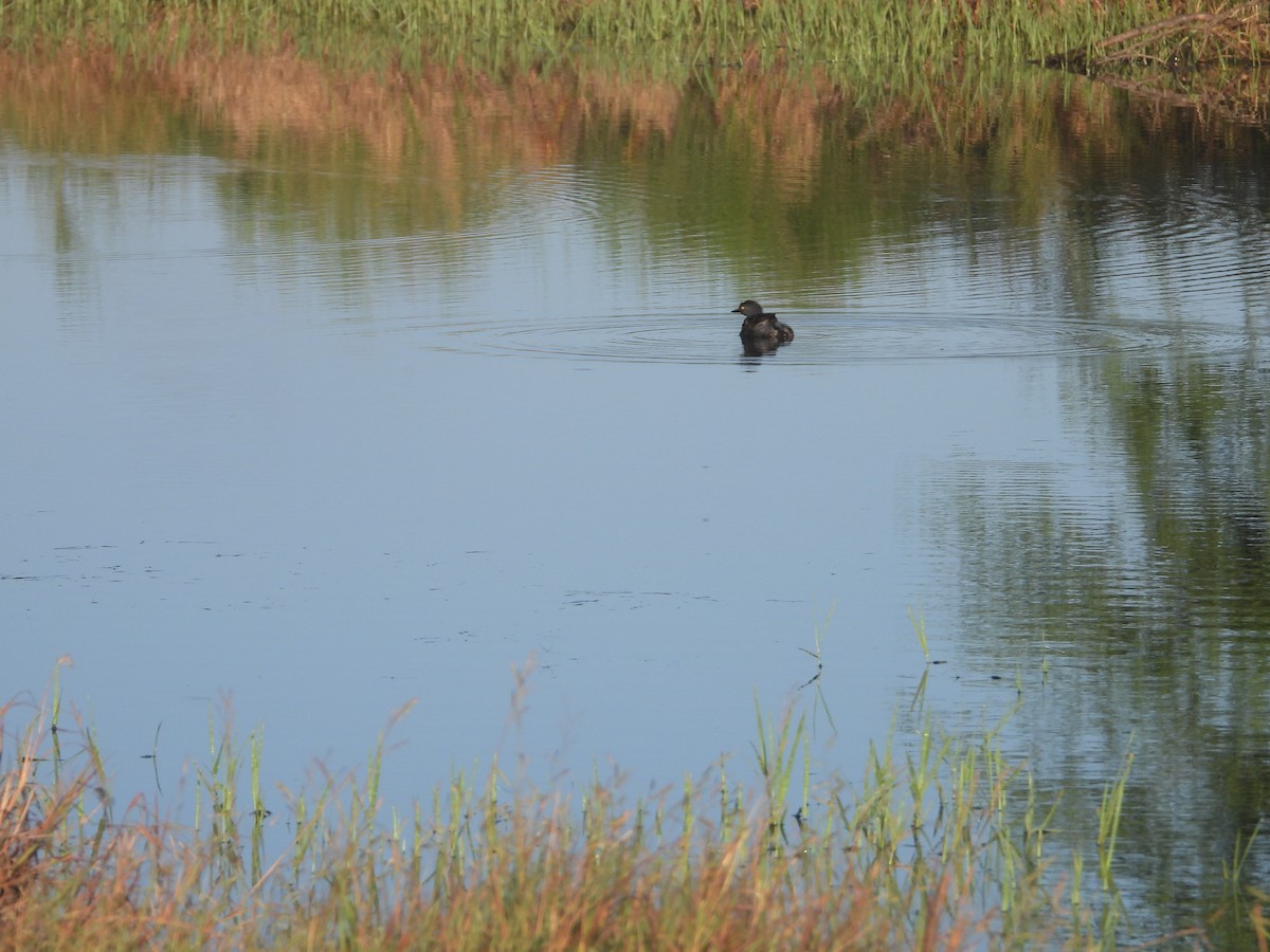 Least Grebe - ML639644625
