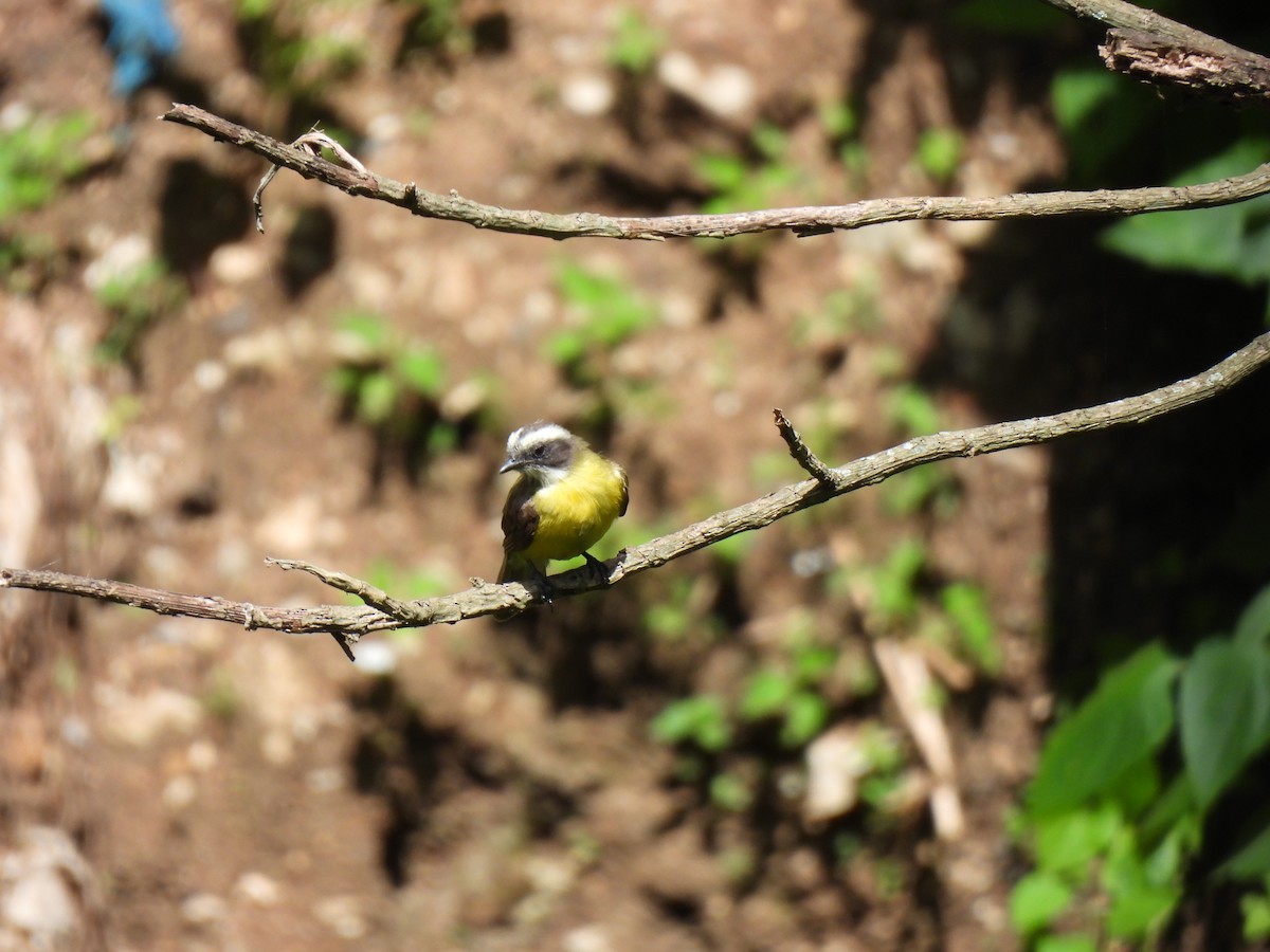 Social Flycatcher - ML639644627