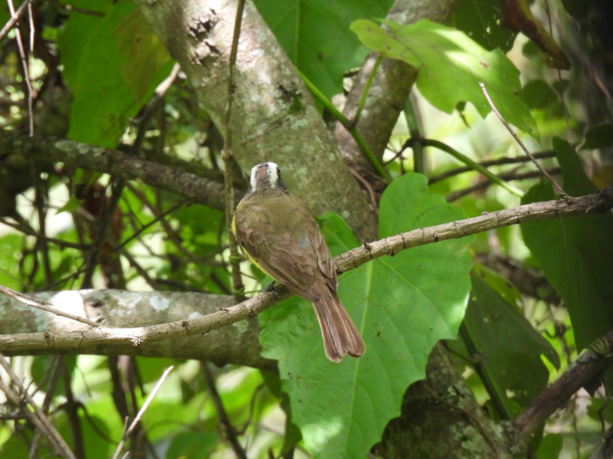 Social Flycatcher - ML639644630