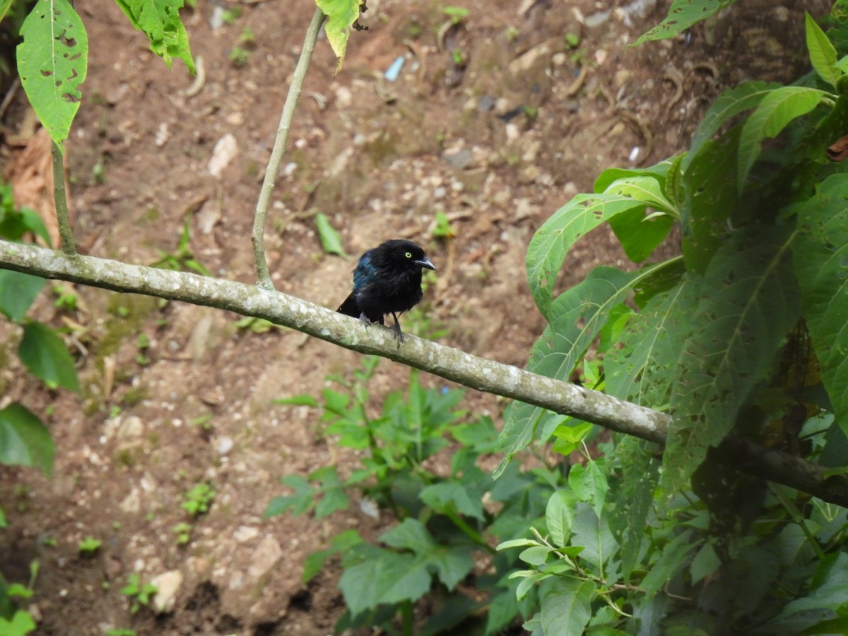Bushy-crested Jay - ML639644645