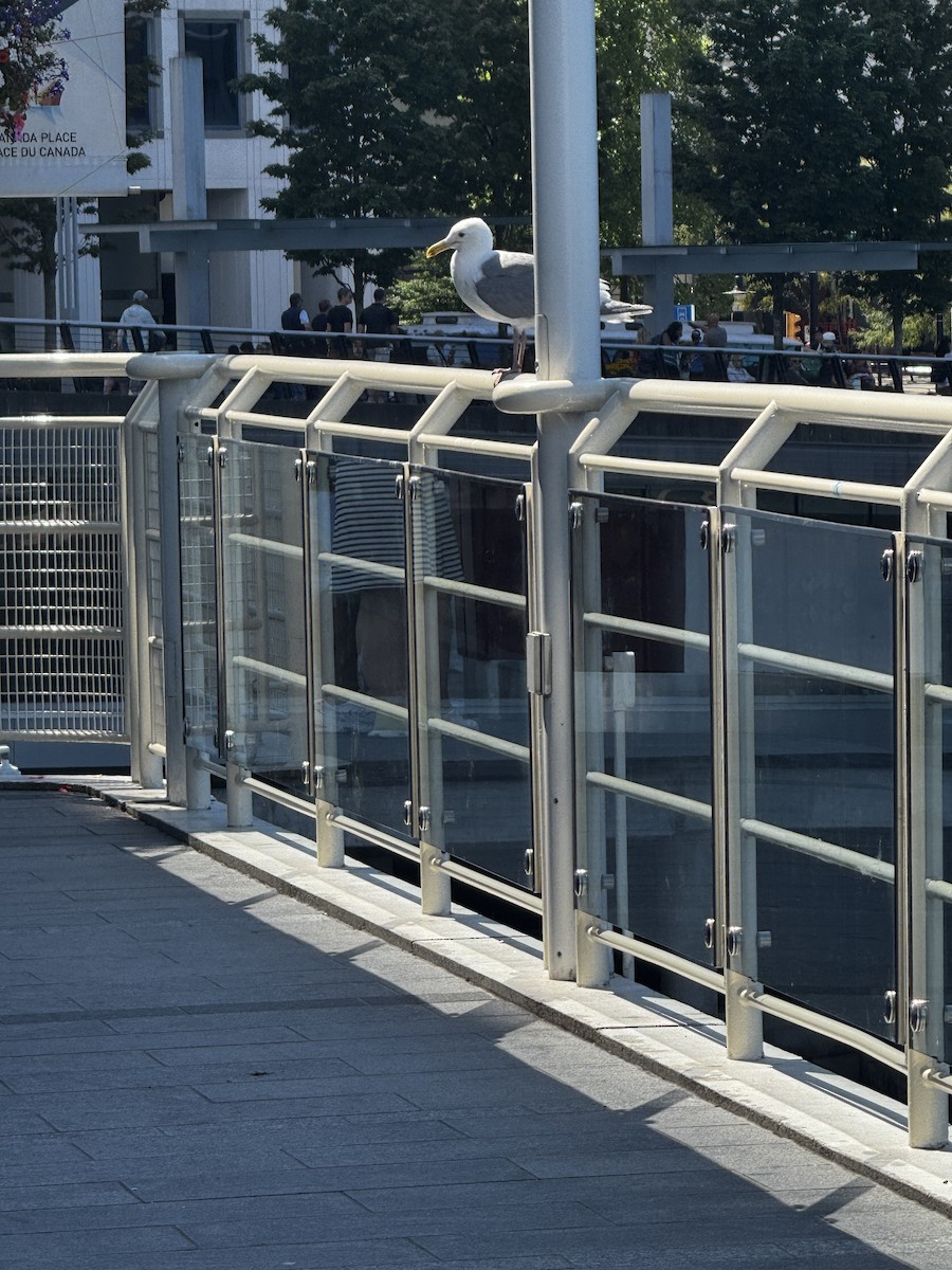 Glaucous-winged Gull - ML639644730