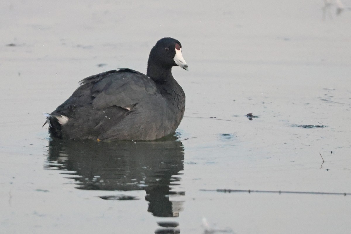 American Coot (Red-shielded) - ML639644894