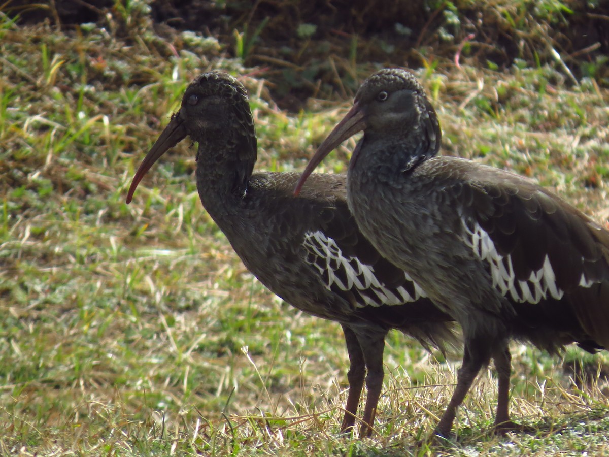 Ibis caronculé - ML639645009