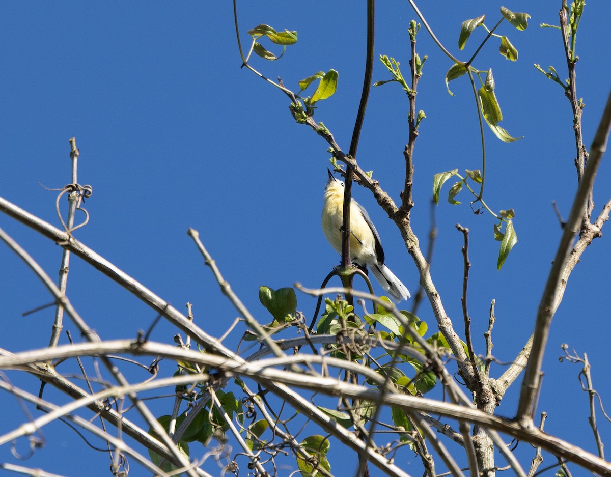 Creamy-bellied Gnatcatcher - ML639645092