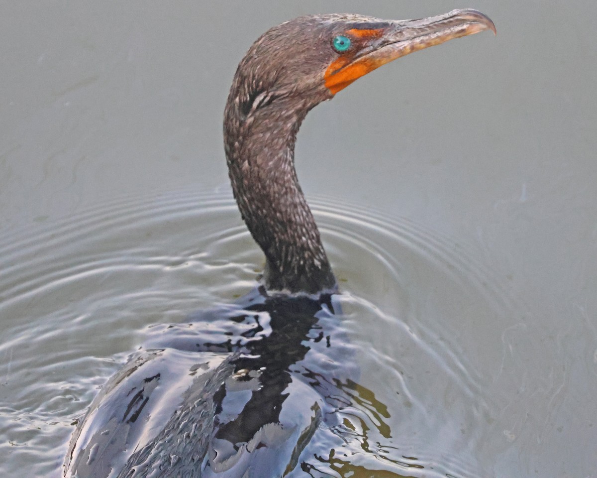 Double-crested Cormorant - ML639645108