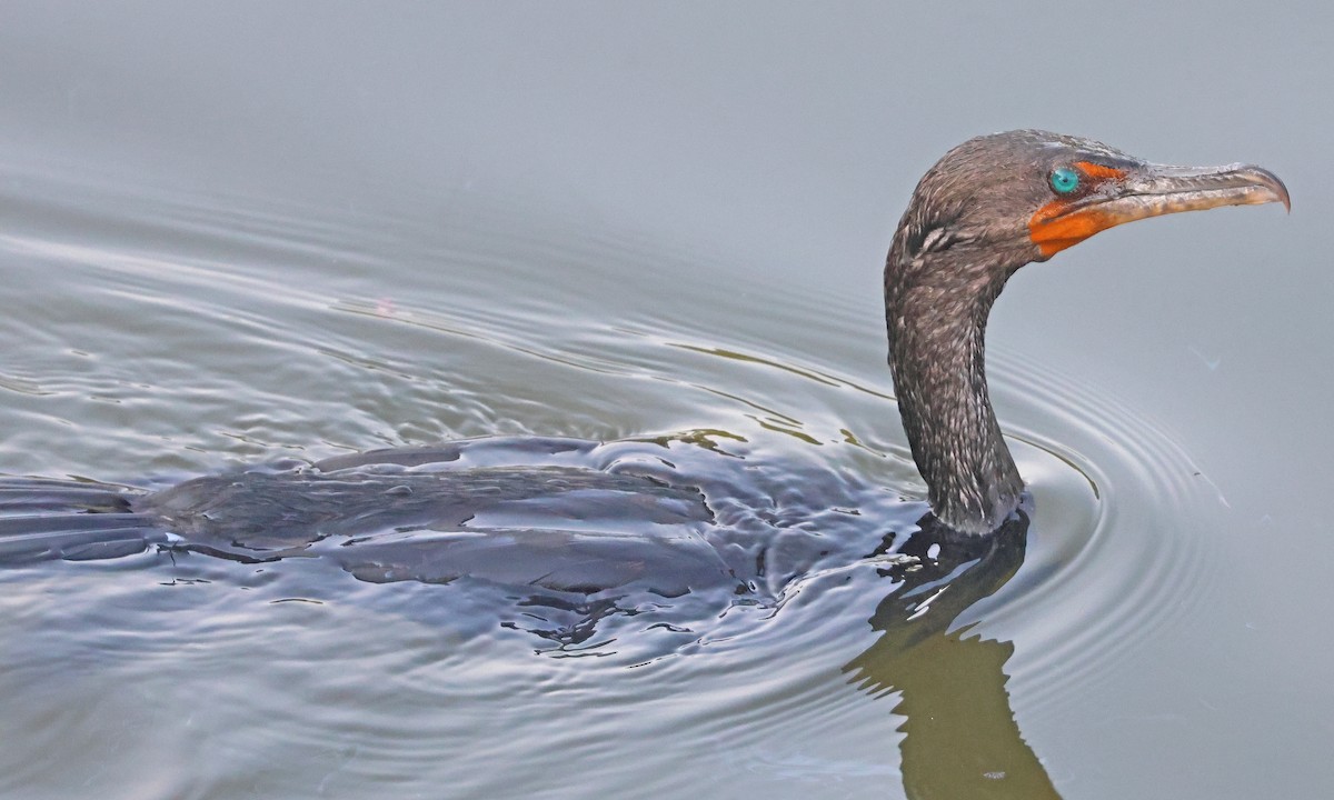 Double-crested Cormorant - ML639645109