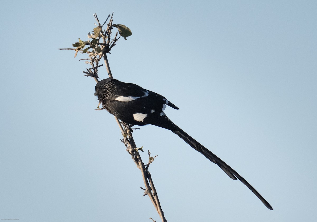 Magpie Shrike - ML639645110