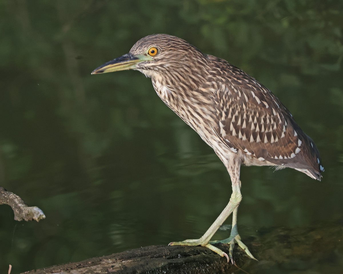 Black-crowned Night Heron - ML639645115