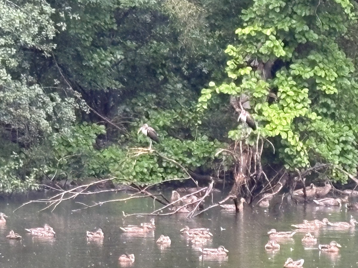 White Ibis - ML639645117