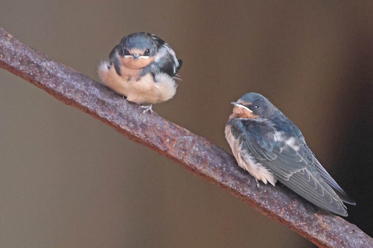 Barn Swallow (American) - ML639645120