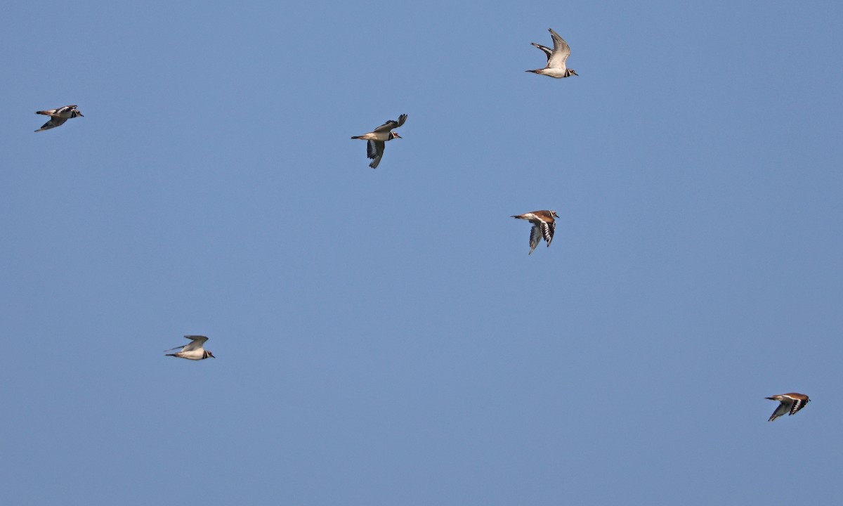 Killdeer - ML639645140