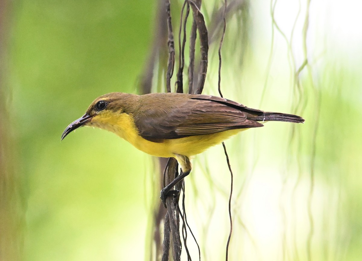 Ornate Sunbird (Ornate) - ML639645145