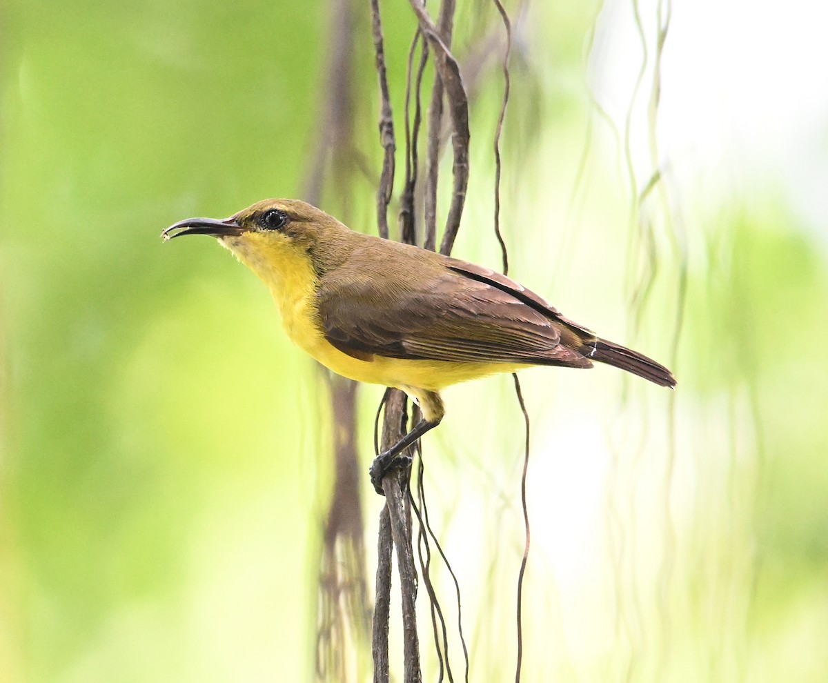 Ornate Sunbird (Ornate) - ML639645146