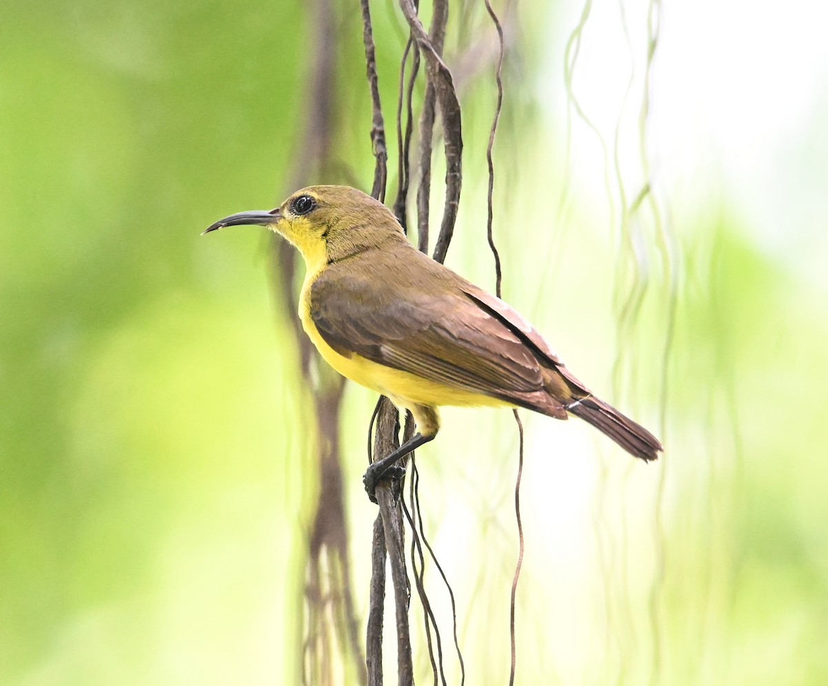 Ornate Sunbird (Ornate) - ML639645147