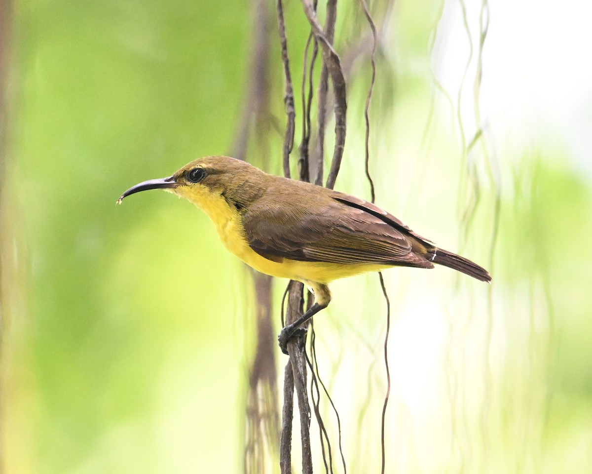 Ornate Sunbird (Ornate) - ML639645148