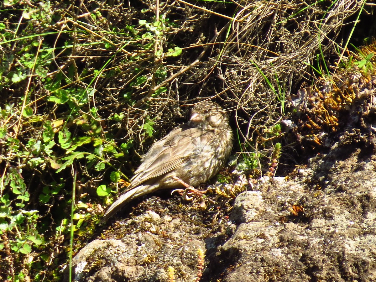 Ankober Serin - ML639645150