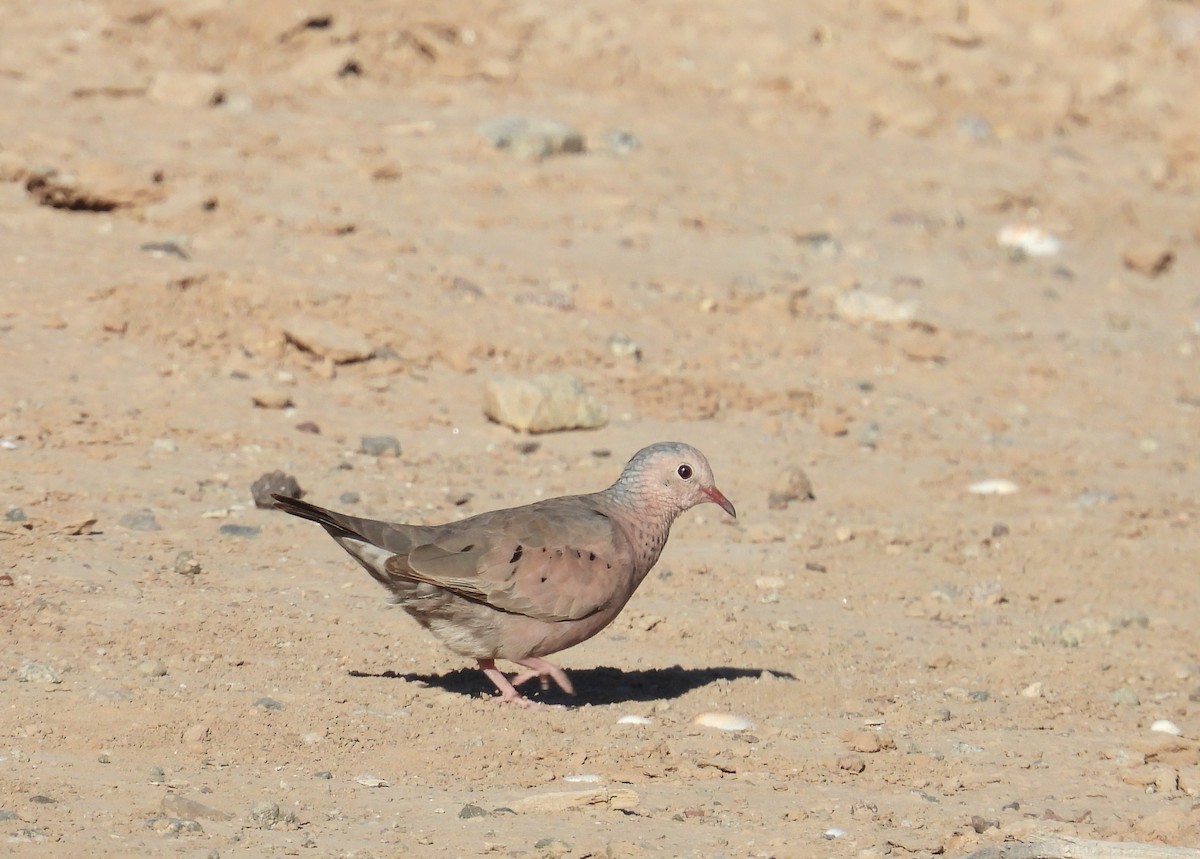 Common Ground Dove - ML639645227