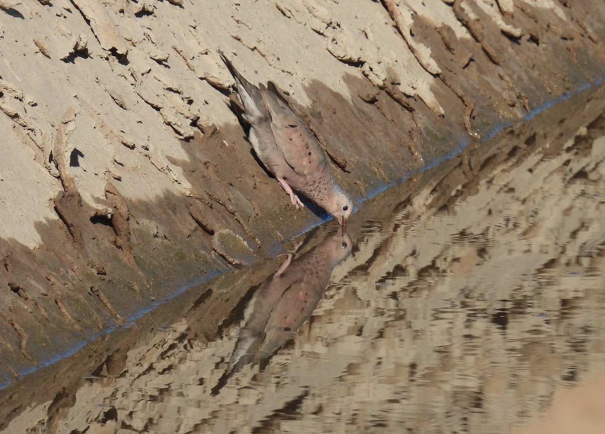 Common Ground Dove - ML639645230