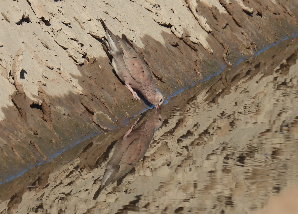 Common Ground Dove - ML639645235