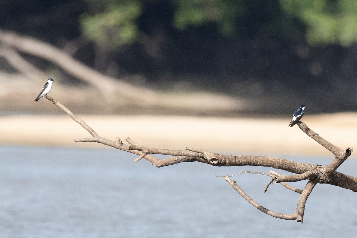 White-winged Swallow - ML639645240