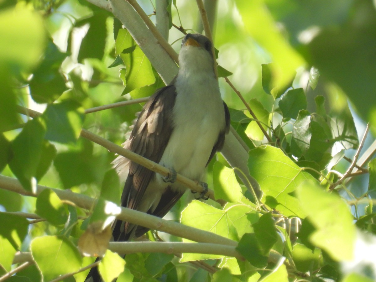 Gelbschnabelkuckuck - ML639645253