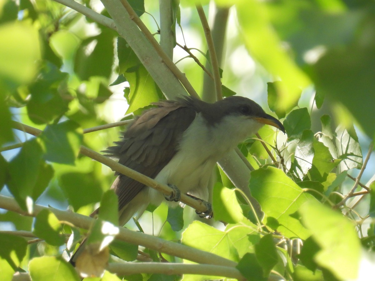 Gelbschnabelkuckuck - ML639645259