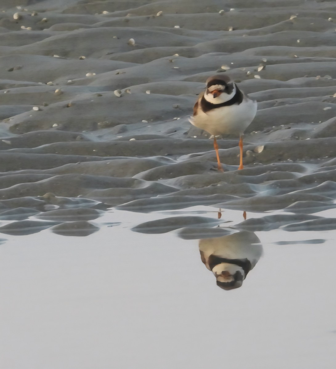 Semipalmated Plover - ML639645283