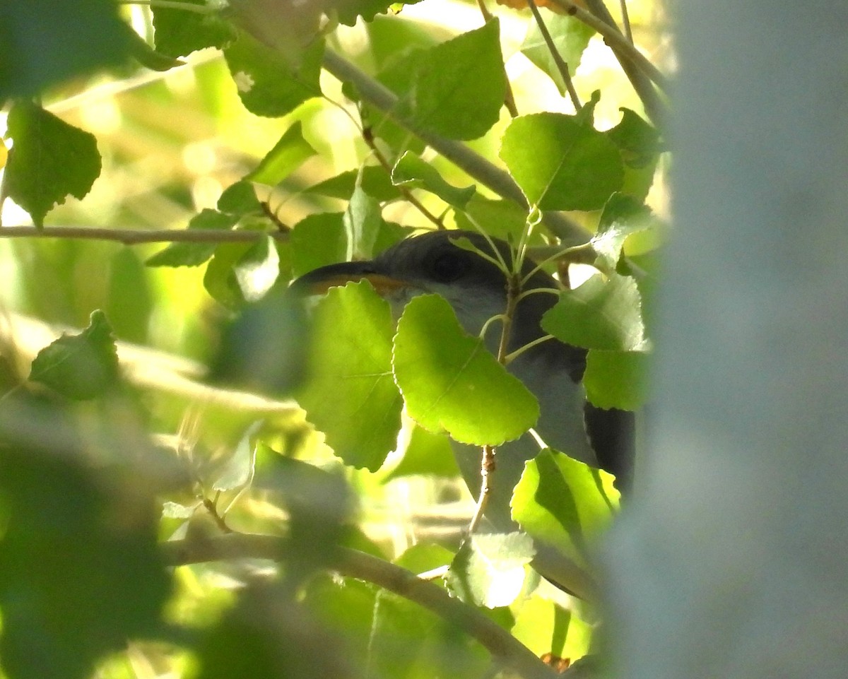 Gelbschnabelkuckuck - ML639645286