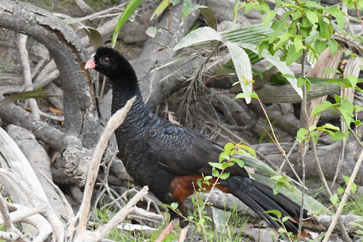 Crestless Curassow - ML639645292