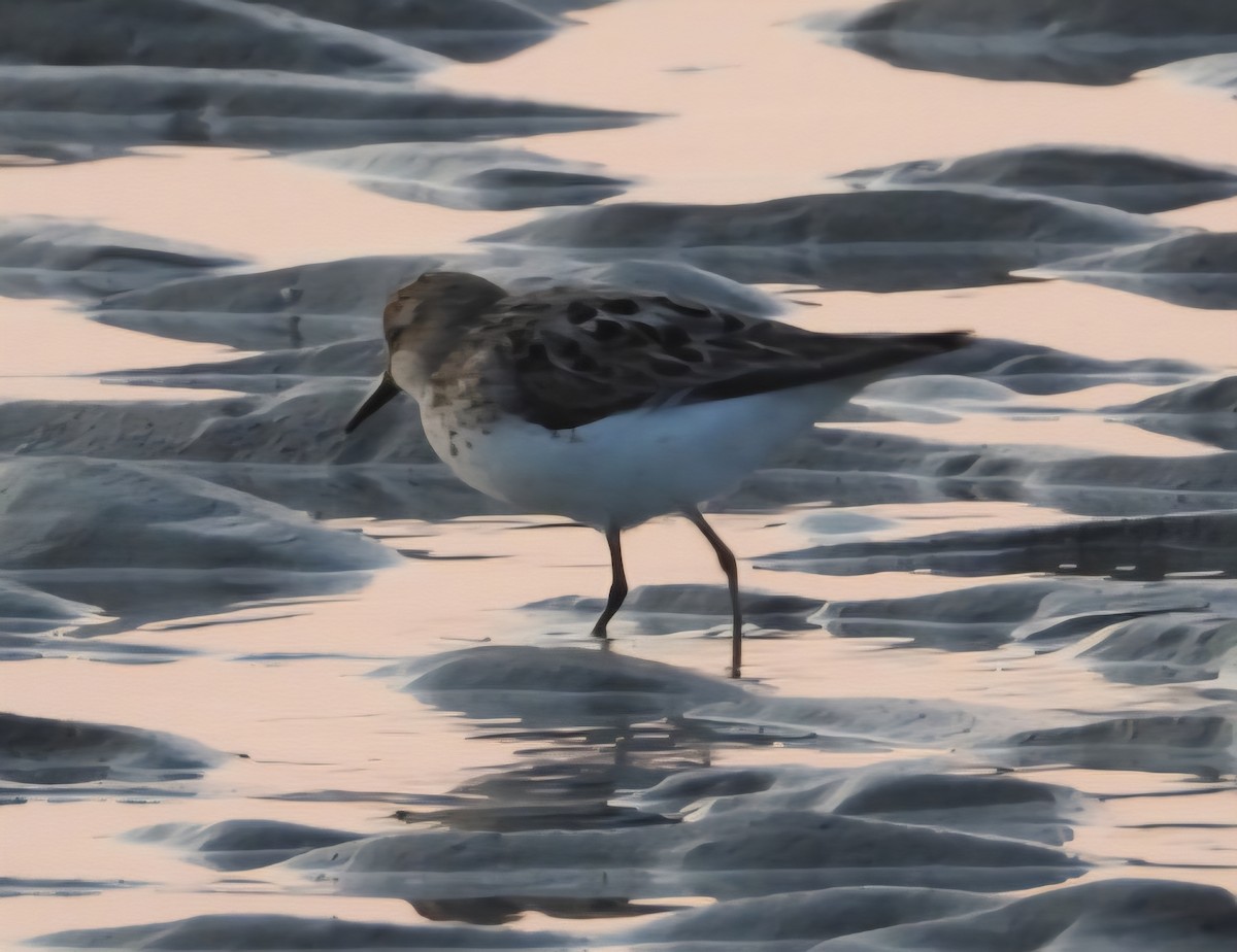 Semipalmated Sandpiper - ML639645328