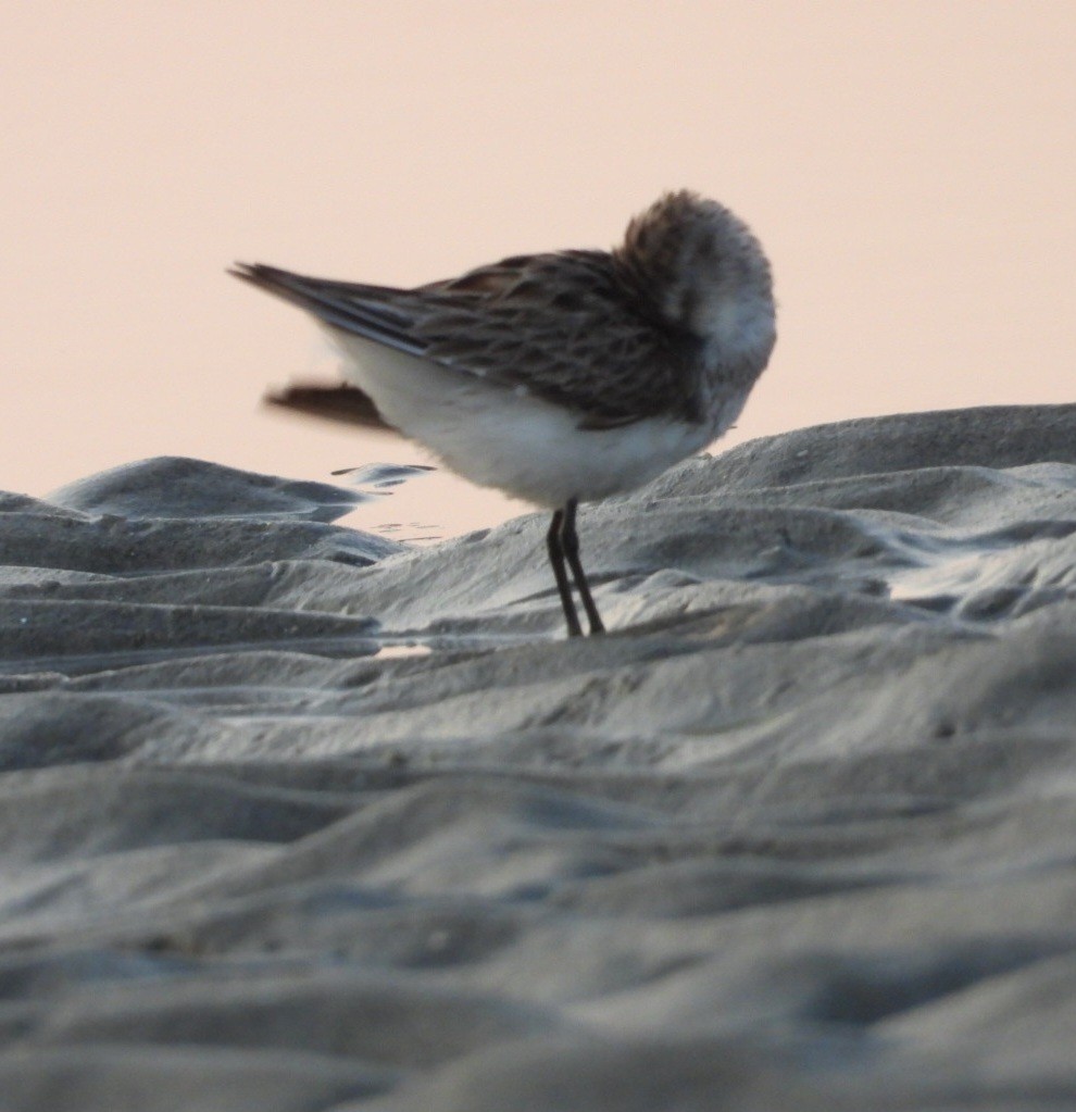 Semipalmated Sandpiper - ML639645329
