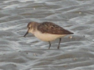 Semipalmated Sandpiper - ML639645330