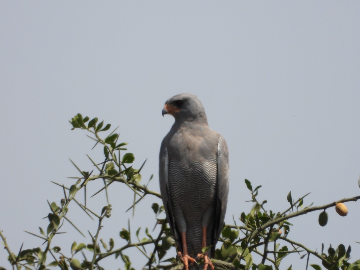 Dark Chanting-Goshawk - ML639645385