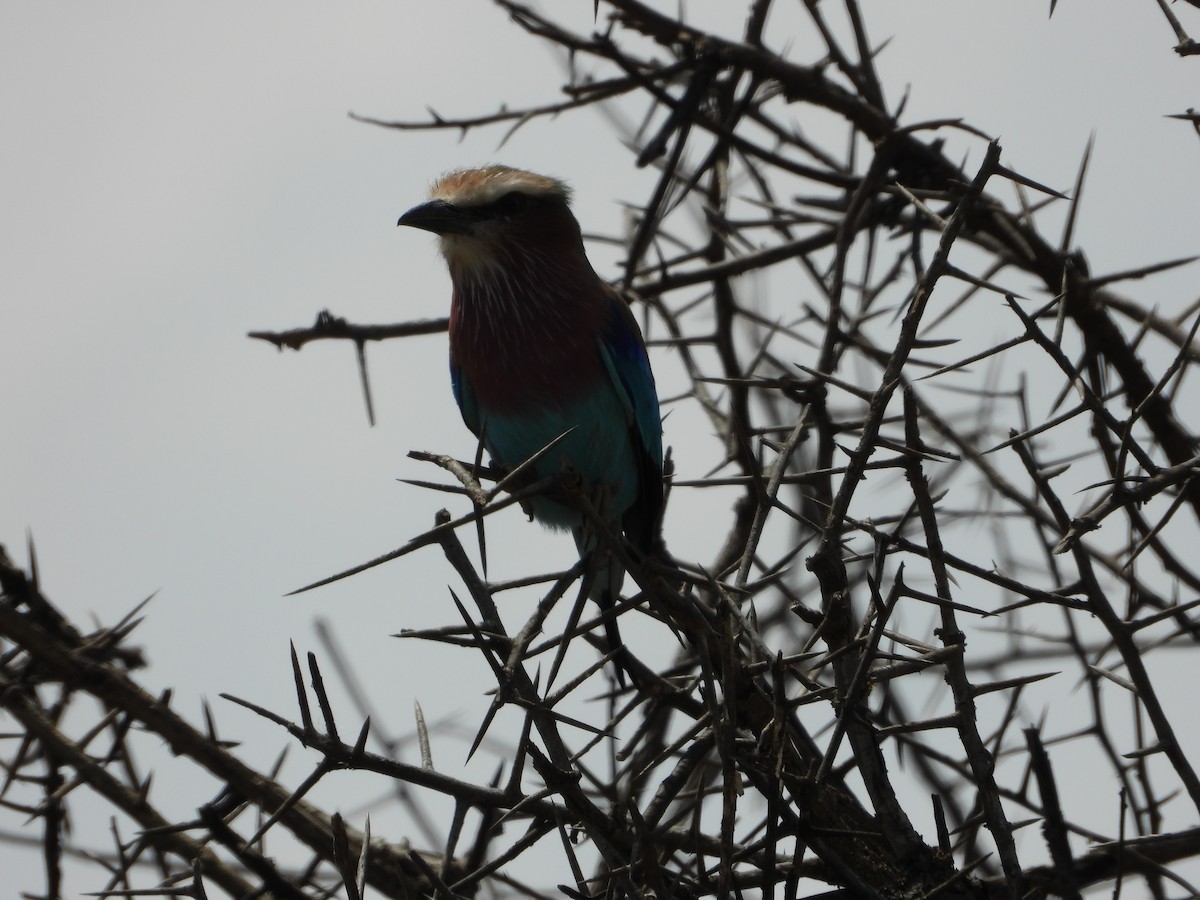 Lilac-breasted Roller - ML639645425
