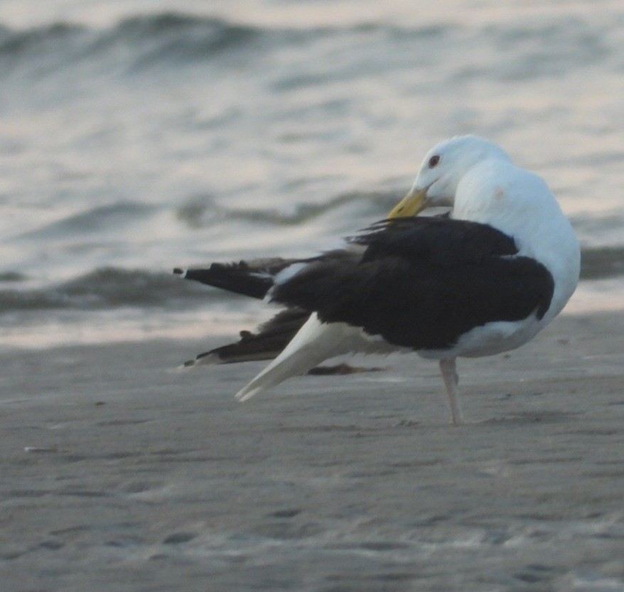 Great Black-backed Gull - ML639645444