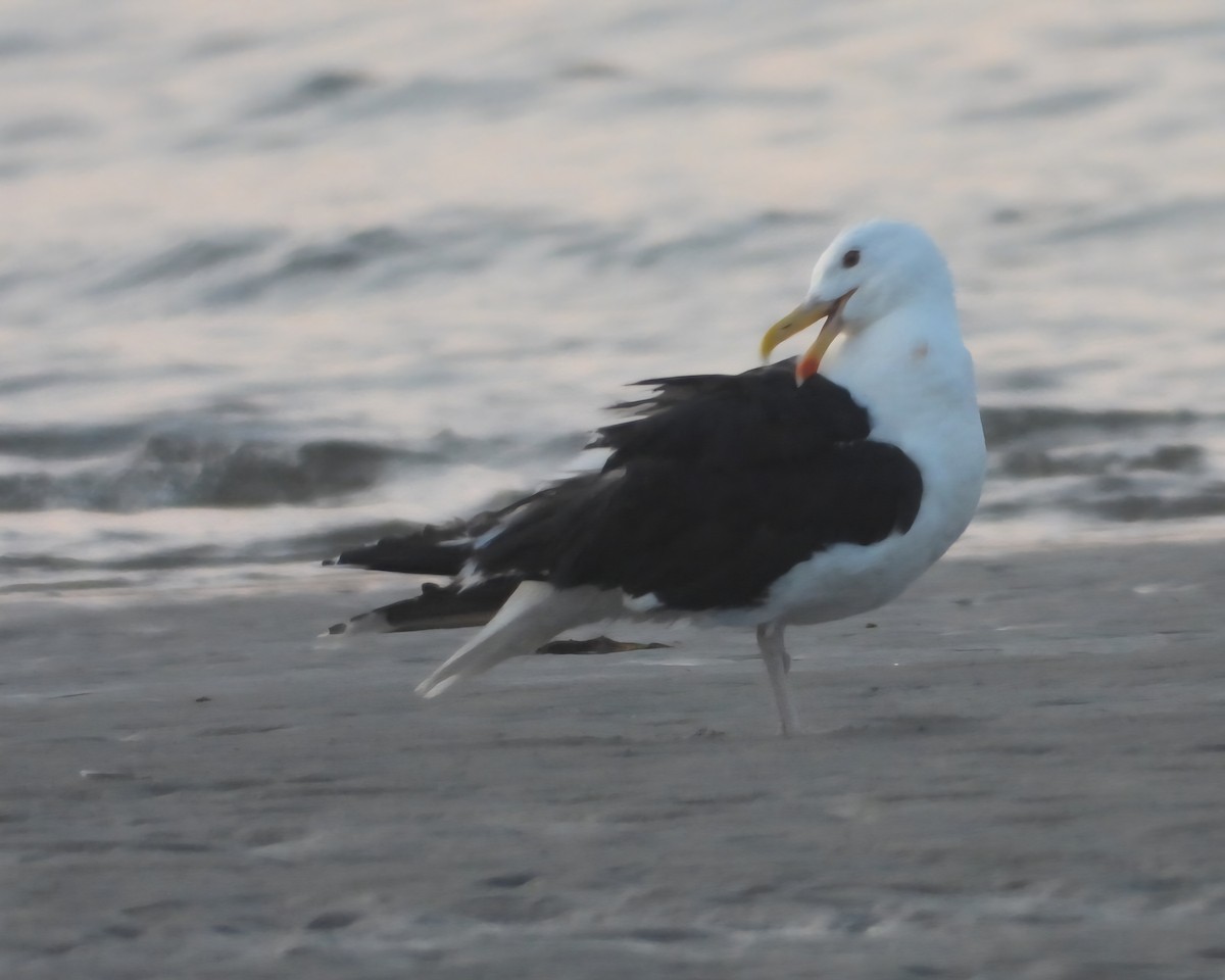 Great Black-backed Gull - ML639645445