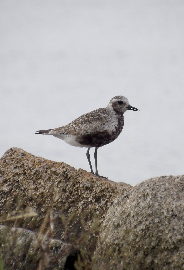 Black-bellied Plover - ML639645462