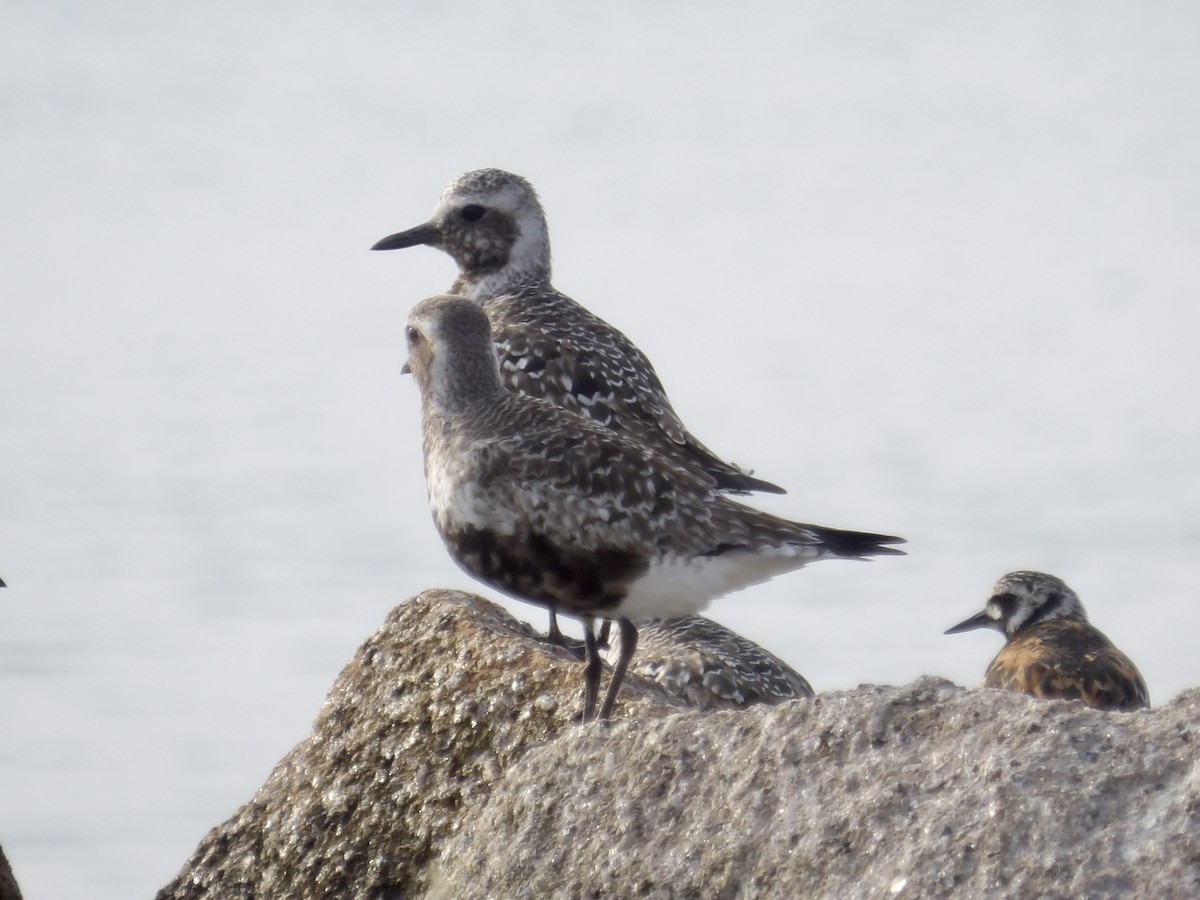 Black-bellied Plover - ML639645463