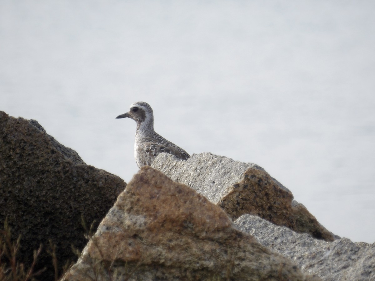 Black-bellied Plover - ML639645464