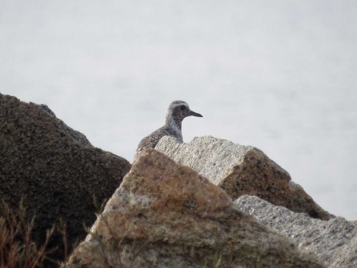 Black-bellied Plover - ML639645465