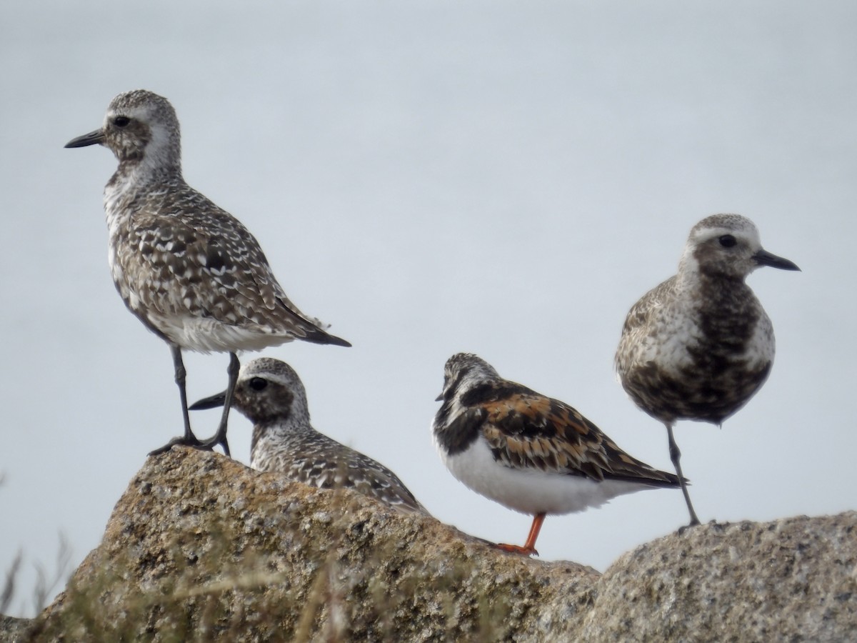 Black-bellied Plover - ML639645466
