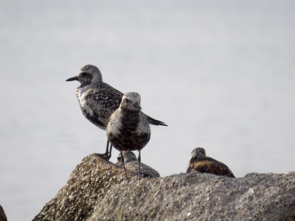 Black-bellied Plover - ML639645469
