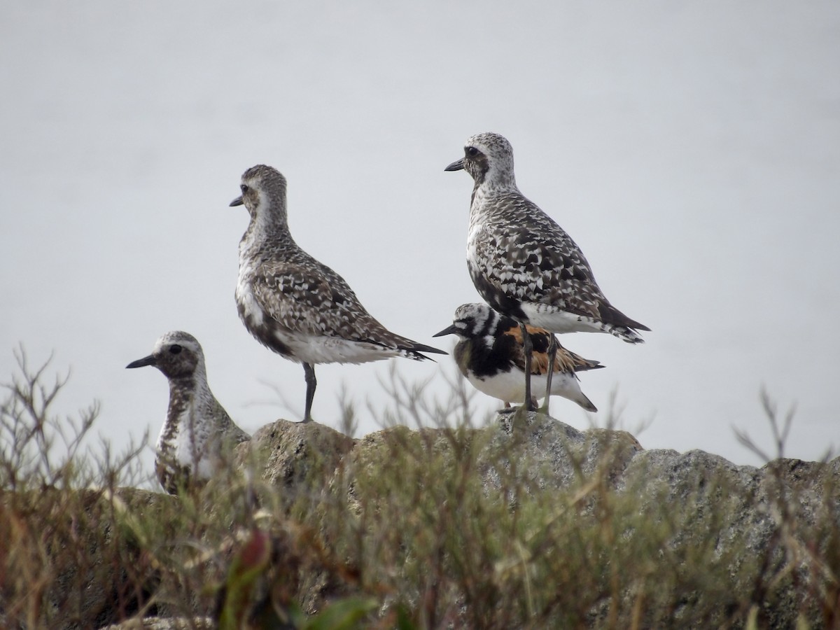 Black-bellied Plover - ML639645470