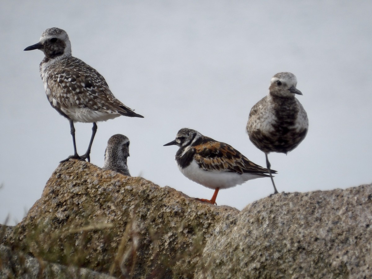 Black-bellied Plover - ML639645471