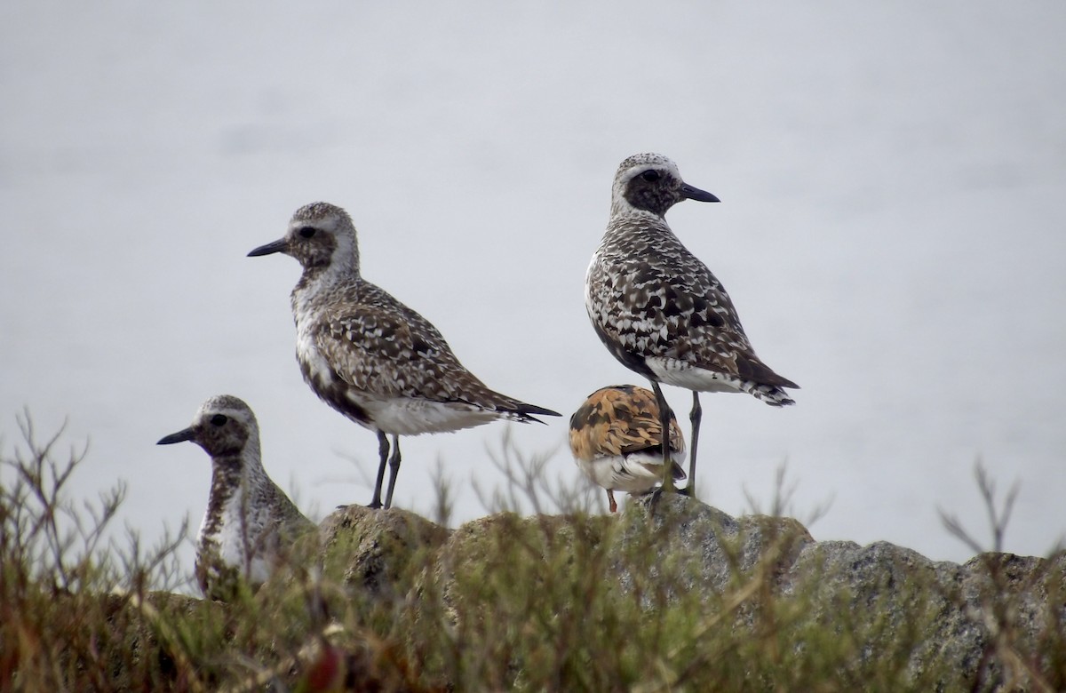 Black-bellied Plover - ML639645472