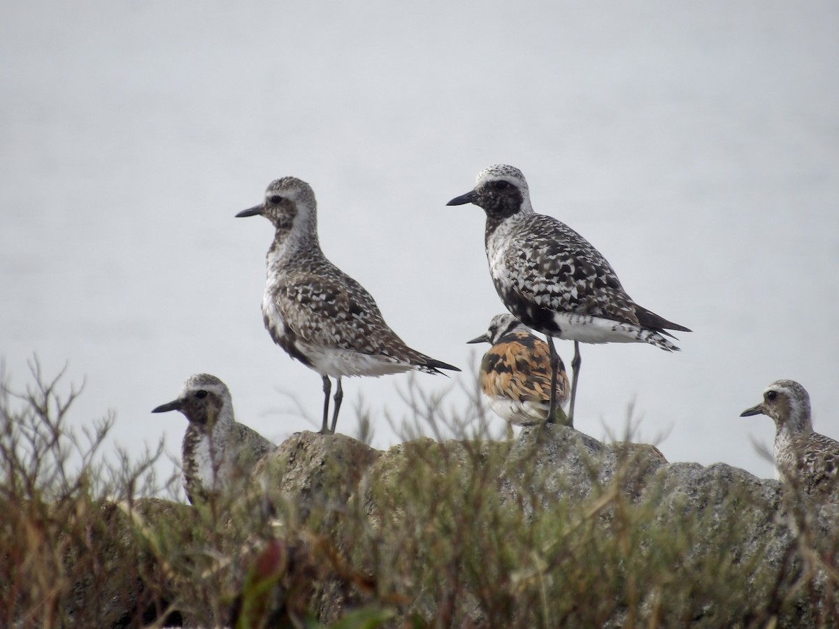 Black-bellied Plover - ML639645473
