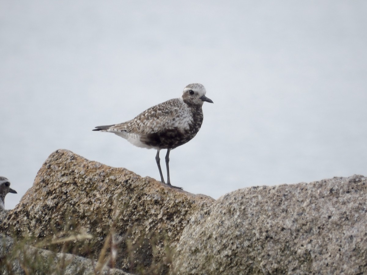 Black-bellied Plover - ML639645474