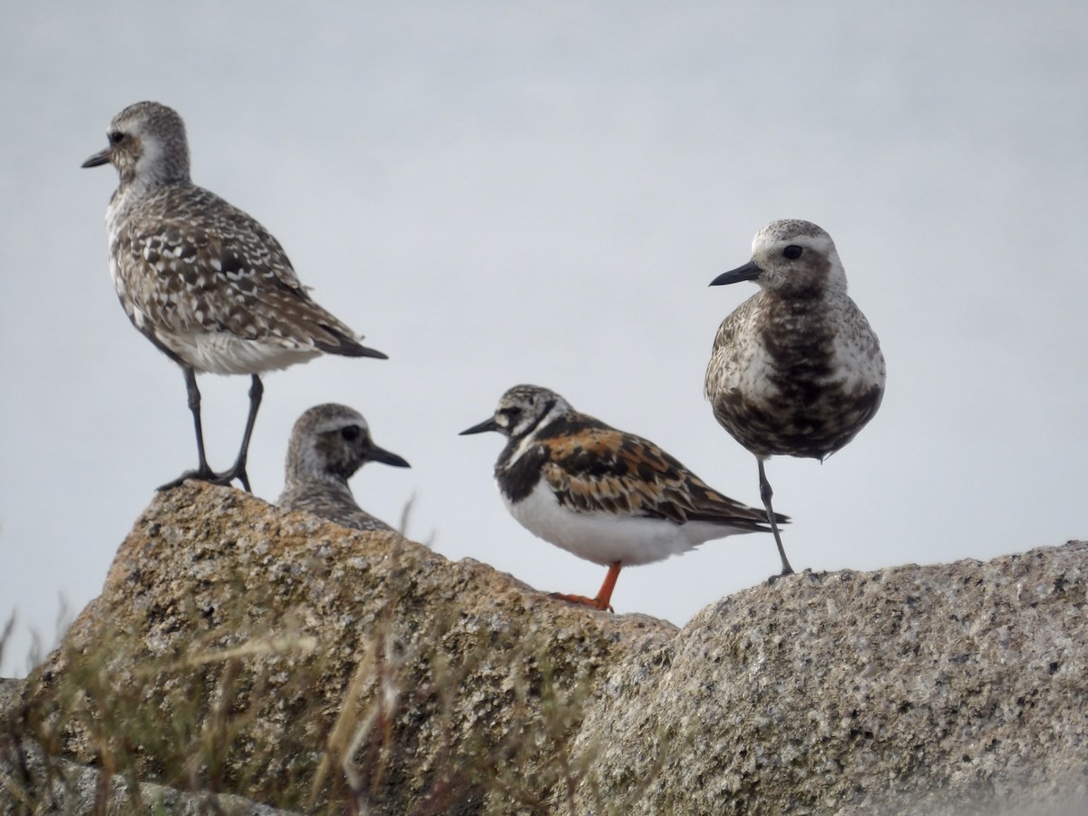 Black-bellied Plover - ML639645475